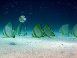Playing the shepherd - Puffer with Batfish.
Taken in abo... by John Mcguigan 